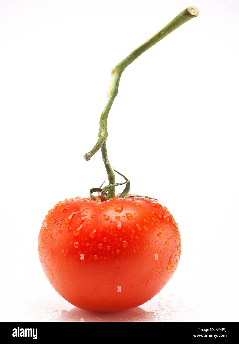 Einzelne rote reife Tomate mit Stiel befestigt auf einem weißen Hintergrund mit Wasser besprüht. Stockfoto