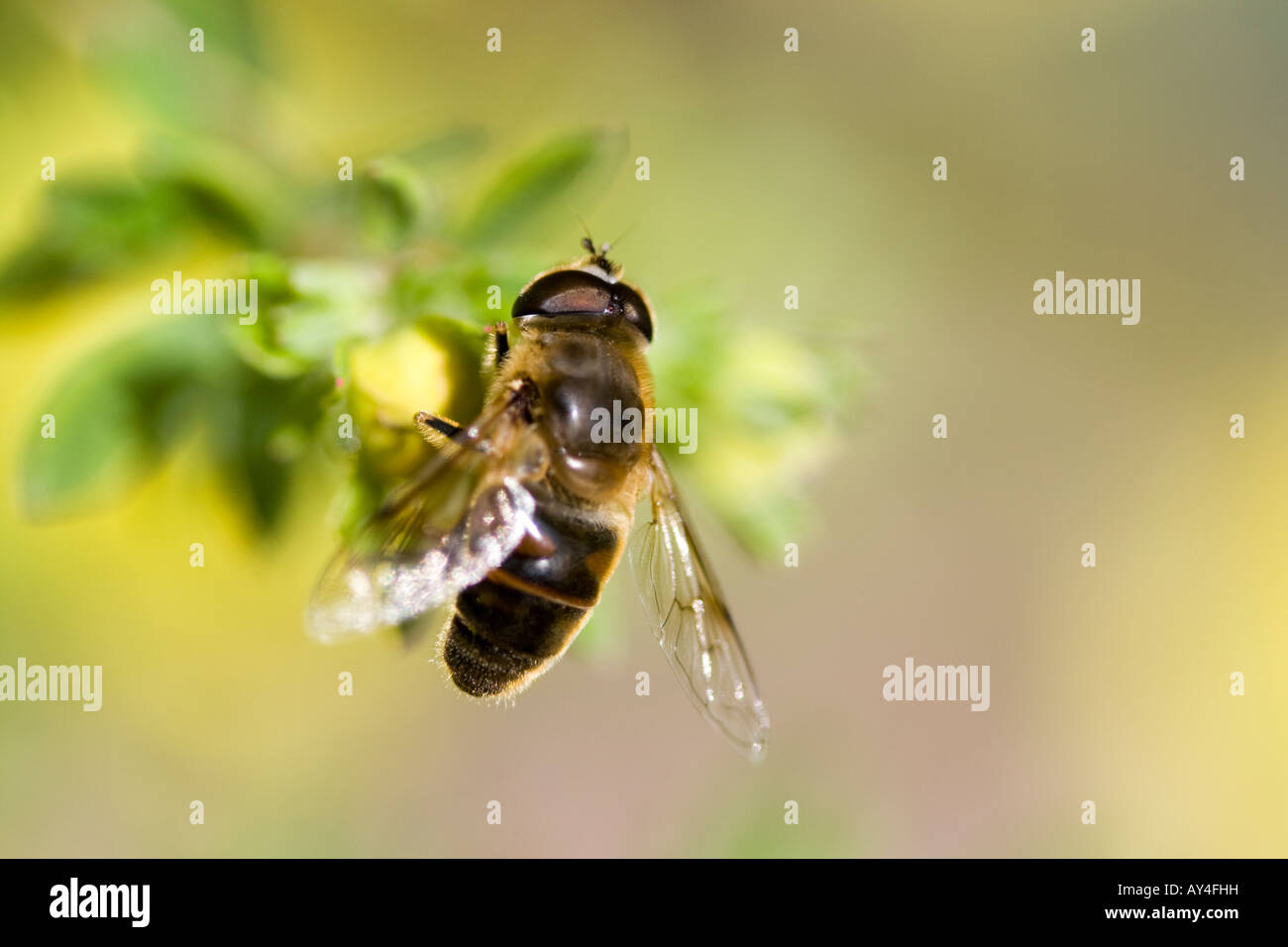 Honigbienen sammeln Pollen aus gelben Blumen in meinem Garten in England Stockfoto