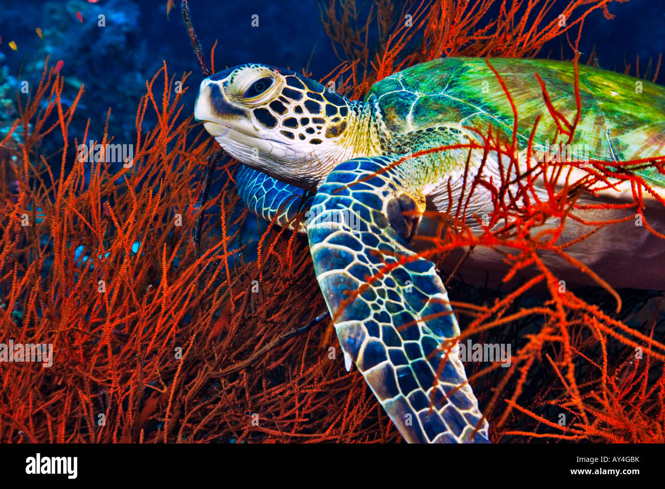 Auf der Insel Sipadan Malaysia ruht eine grüne Meeresschildkröte auf einem Bett aus schwarzen Korallen, die in der Kamerablitz rot erscheint. Stockfoto