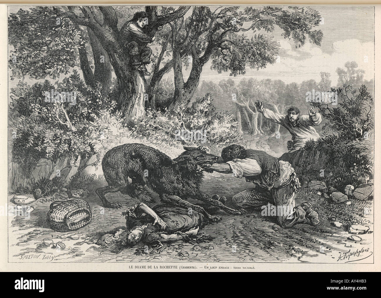 Tollwut gebissen Lis 1874 Stockfoto