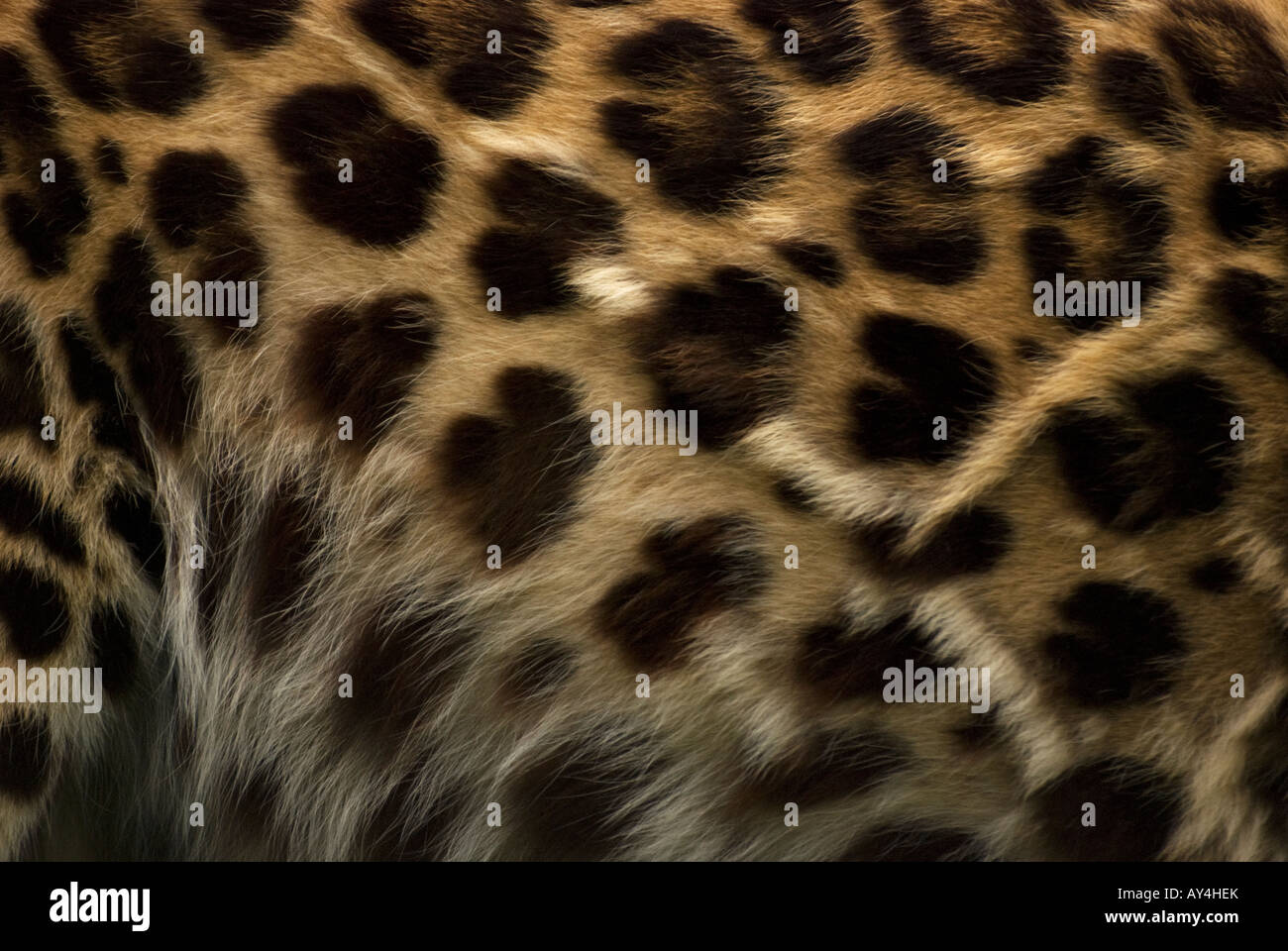 Nahaufnahme des Fells der Amur-Leopard. die am stärksten bedrohten Katze Unterart in der Welt. Stockfoto