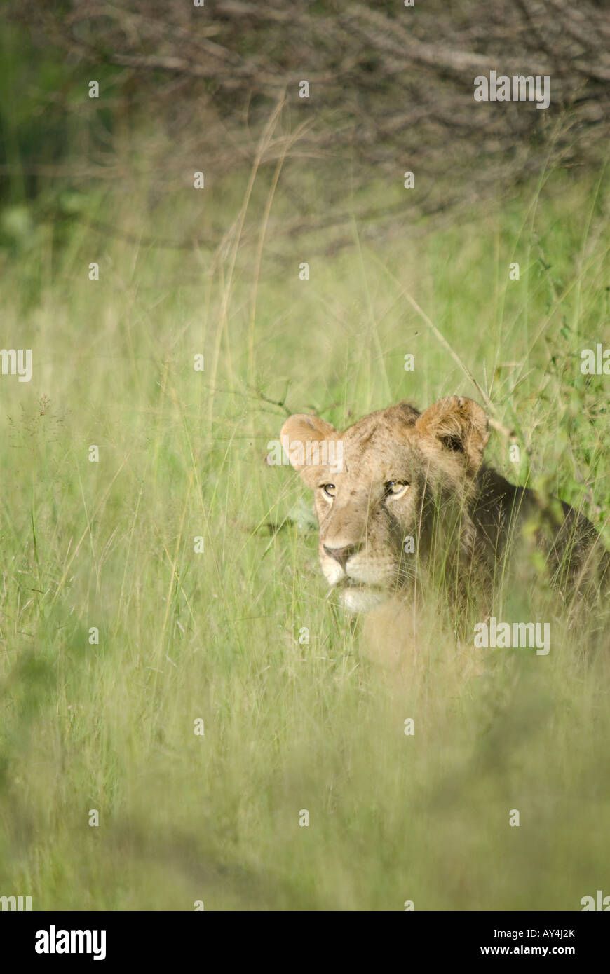 Eine Löwin spähte aufmerksam durch die langen Rasen im afrikanischen Busch Stockfoto