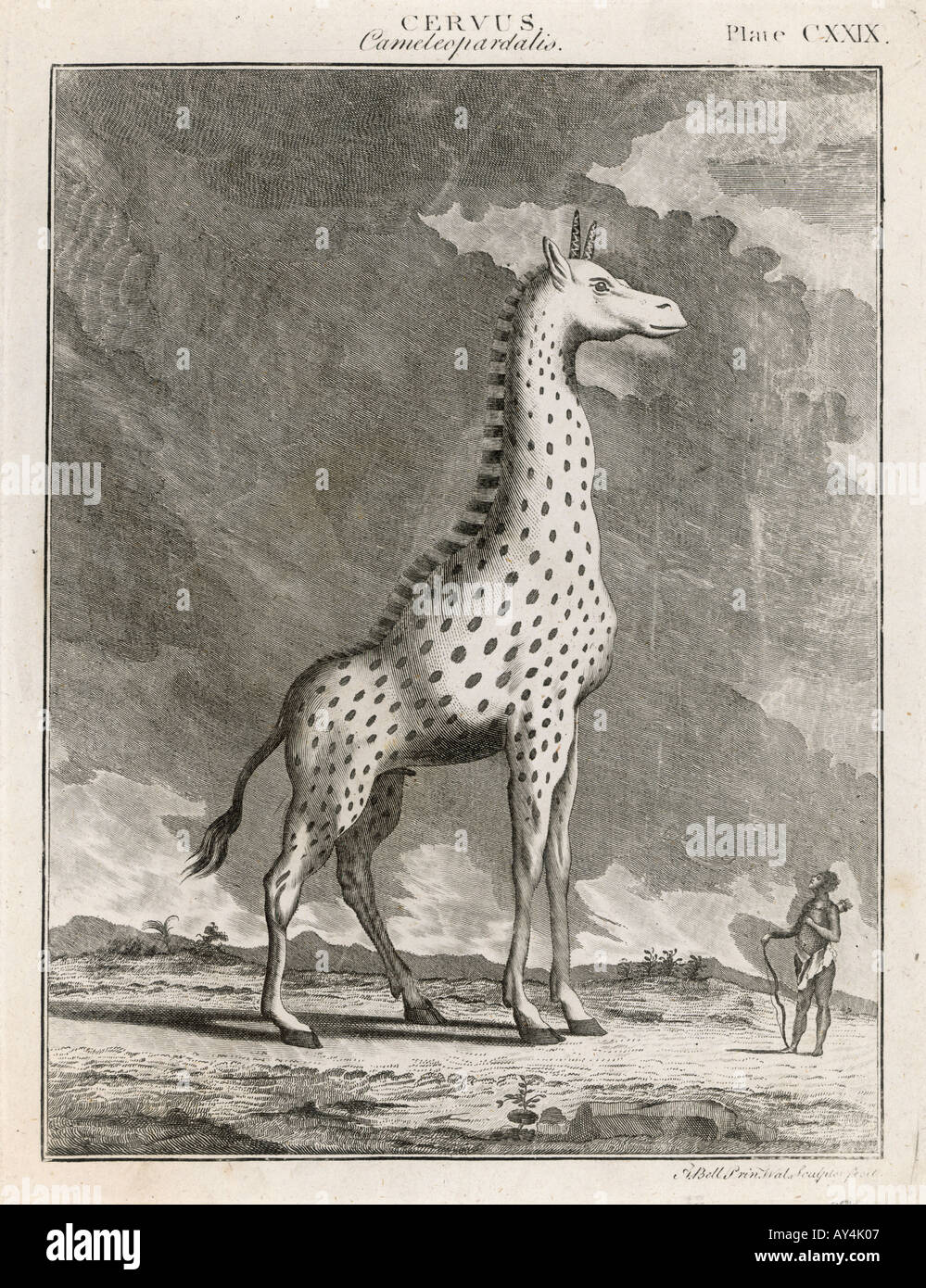 Giraffe aus dem 18. Jahrhundert Stockfoto