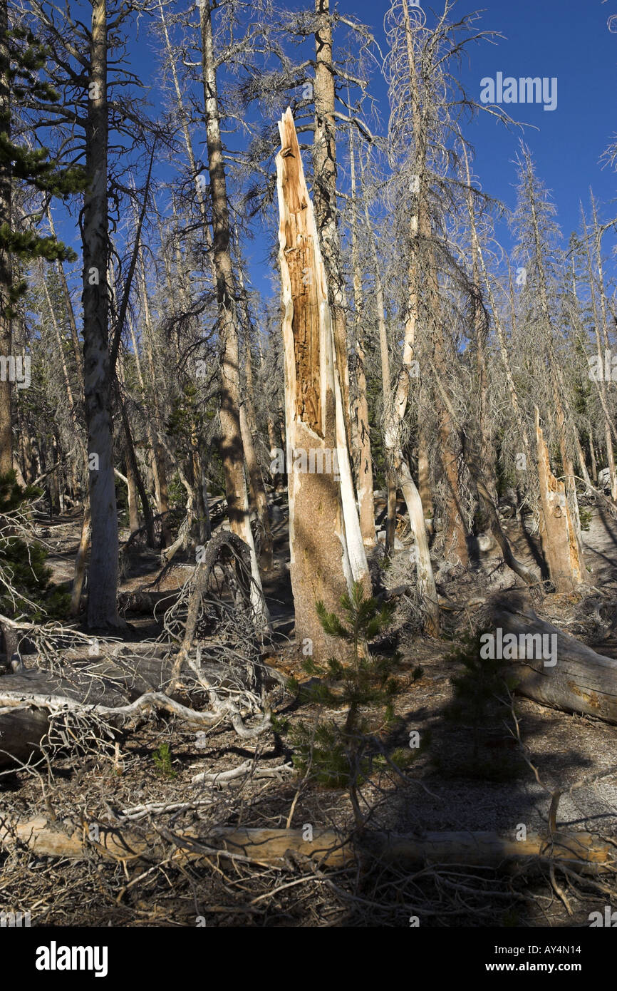Tote und sterbende Bäume verursacht durch natürliche Emissionen von Kohlendioxid-gas Horseshoe Lake Mammoth Mountain, Kalifornien USA Stockfoto