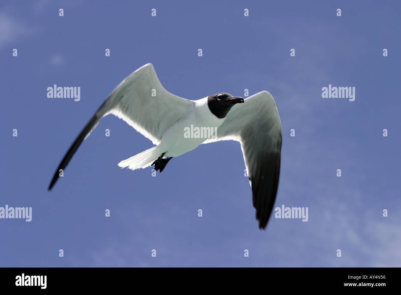 Steigenden Tern gegen blauen Himmel Stockfoto