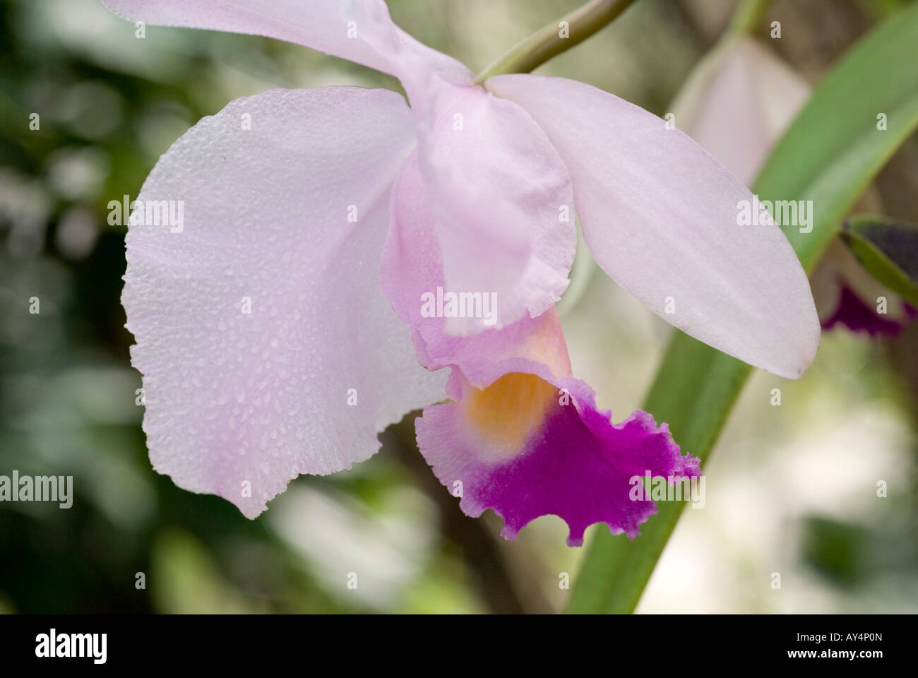 Orchidee Stockfoto