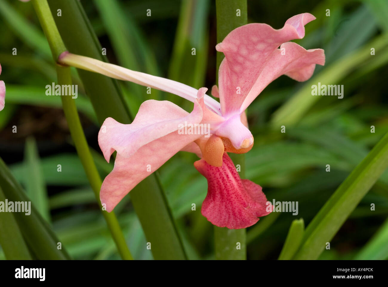 Pink Orchid Stockfoto