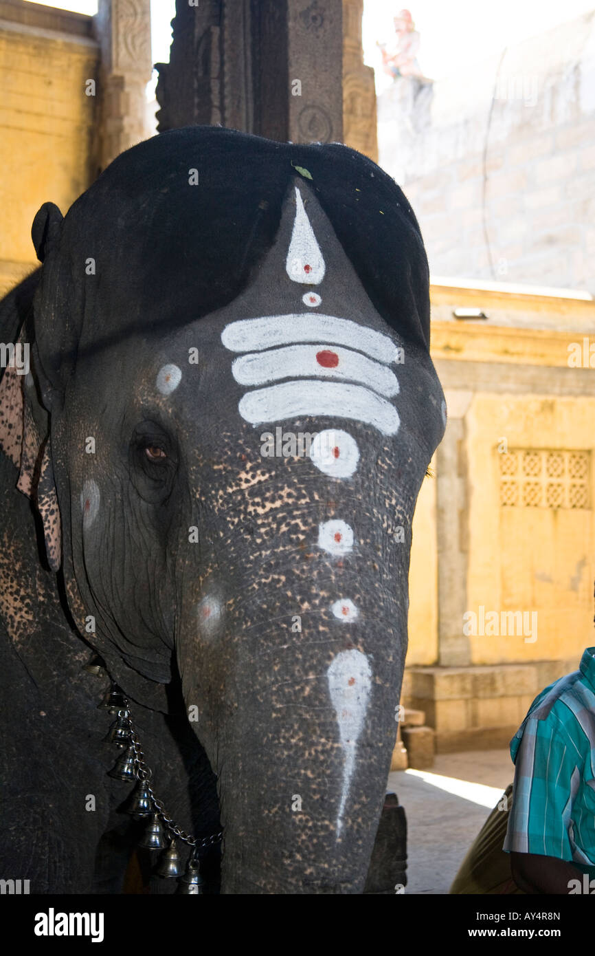 Elefant mit lackiertem Kopf und Rumpf, Meenakshi Tempel, Madurai, Tamil Nadu, Indien Stockfoto