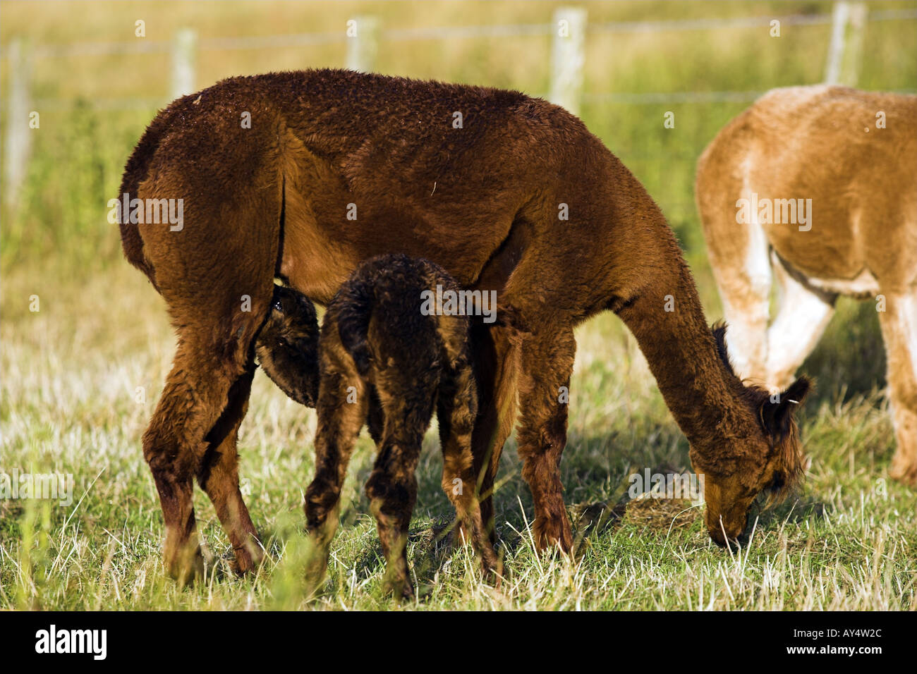 Alpaka-Herde mit Baby Fohlen Fütterung auf Mutter Fife Schottland, Vereinigtes Königreich Stockfoto