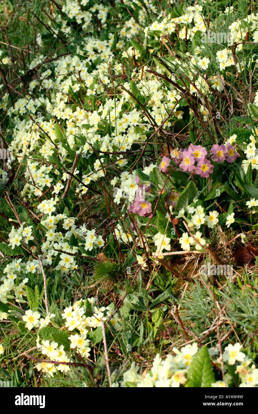 PRIMULA VULGARIS PRIMROSE ZEIGEN HINWEISE AUF CROSS-BESTÄUBUNG MIT GARTEN-SORTEN Stockfoto