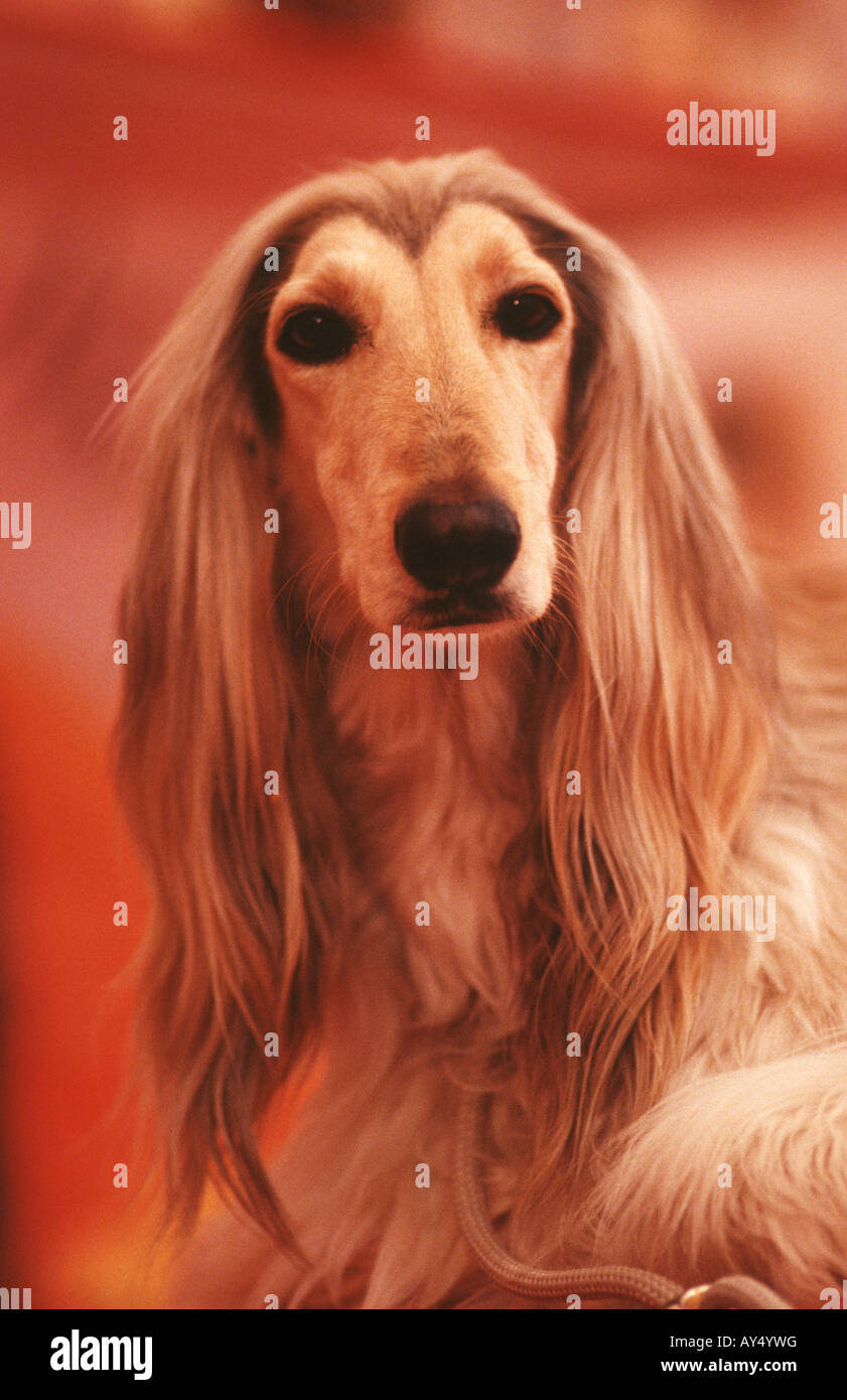 afghanische Hund Stockfoto