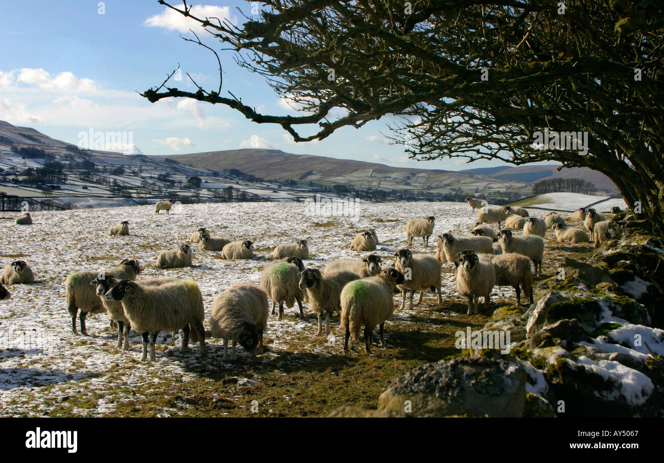 Eine Schafherde Swaledale im Schnee im Winter Yorkshire Dales England Stockfoto