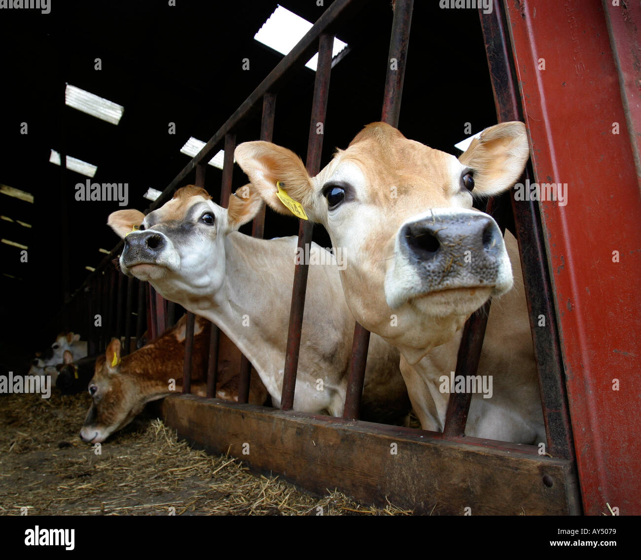 Jersey Kühe durch einen feed Barriere am Biobauernhof im Vereinigten Königreich Stockfoto