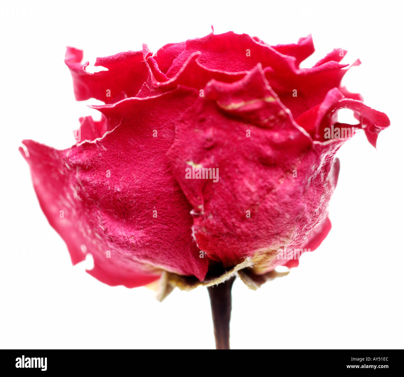 Nahaufnahme einer getrockneten roten Rose Stockfoto