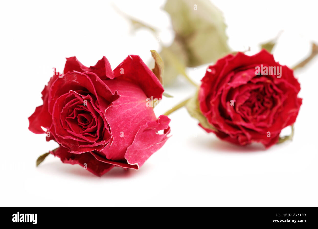 Zwei getrocknete rote Rosen Stockfoto