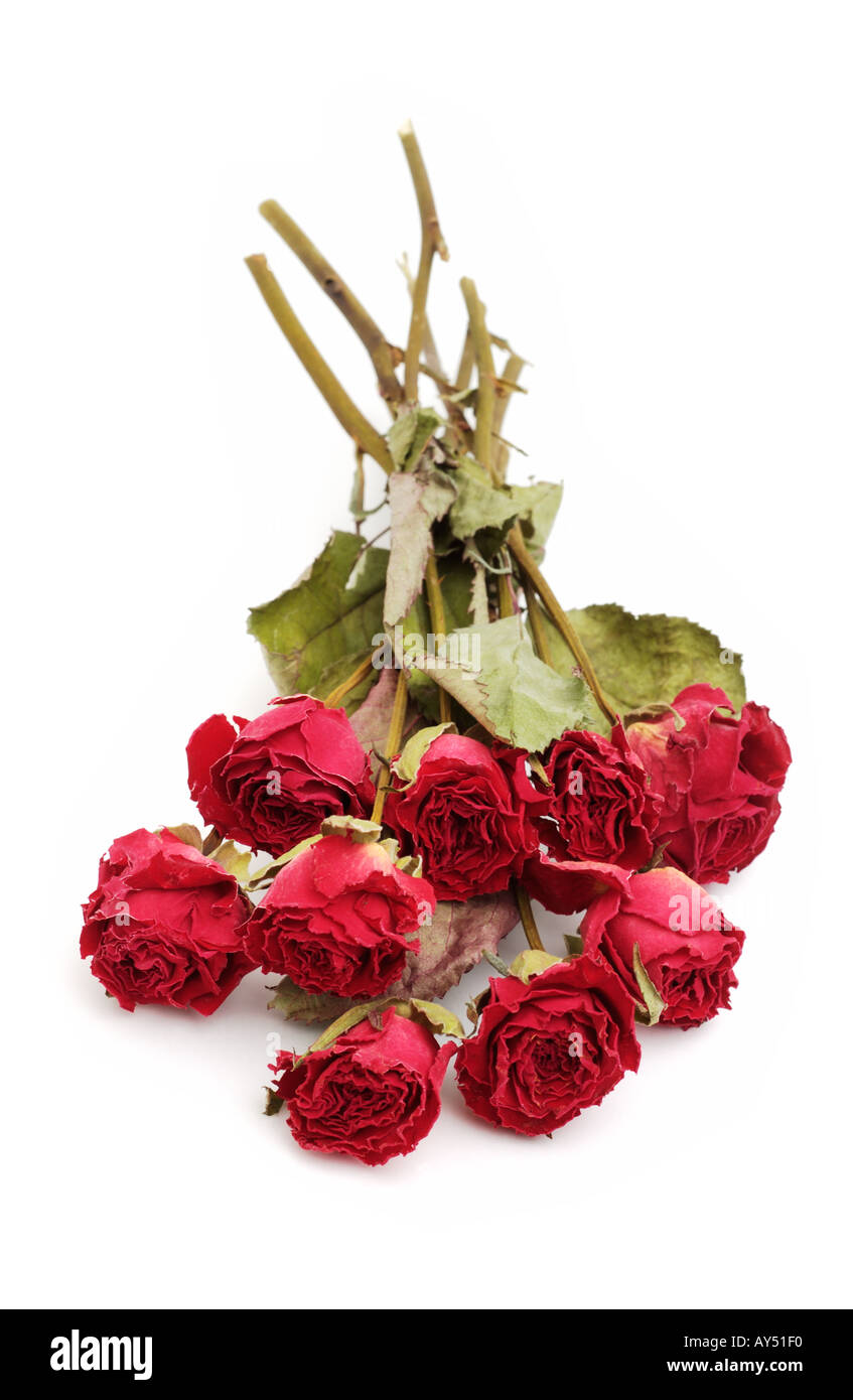 Handvoll getrocknete rote Rosen Stockfoto