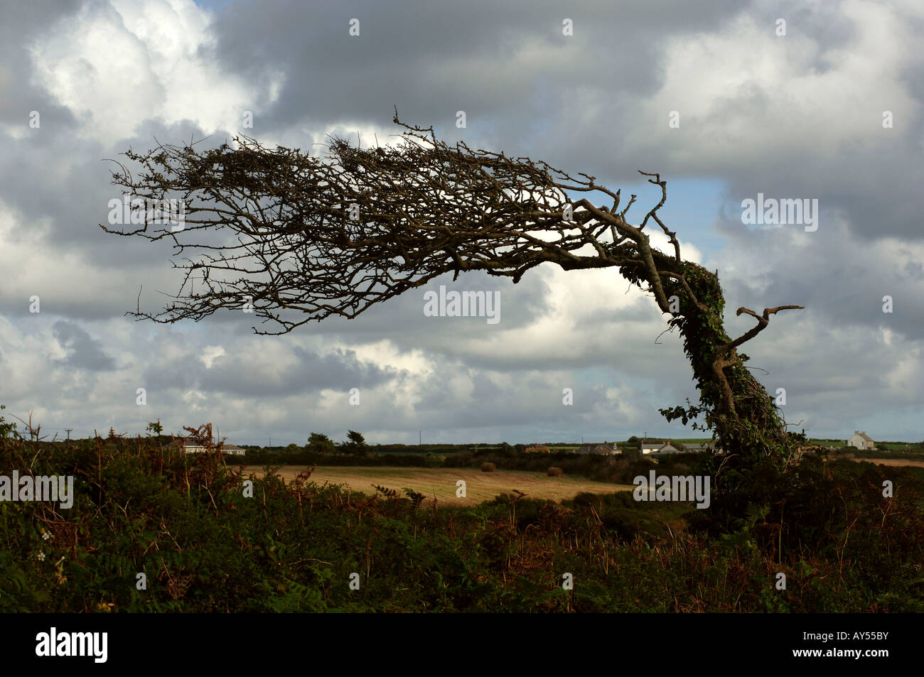 Cornwall gebogen Baum wegen Gemeinwesenarbeit starke Winde aus dem Westen Stockfoto