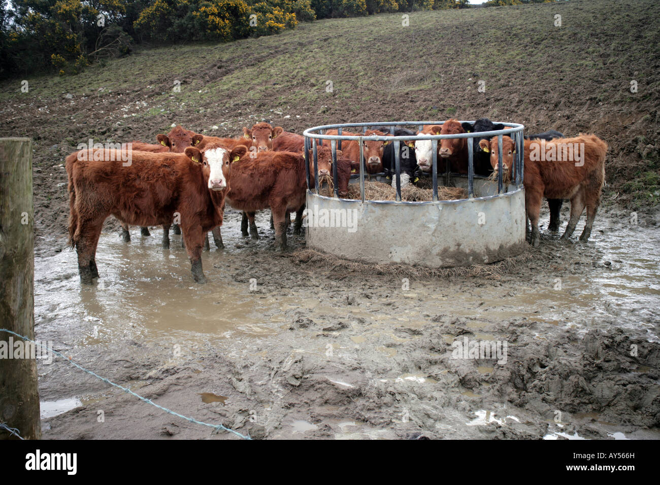 Rinder stehen Knöchel tief im Schlamm, Grafschaft Monaghna Irland zu essen Stockfoto