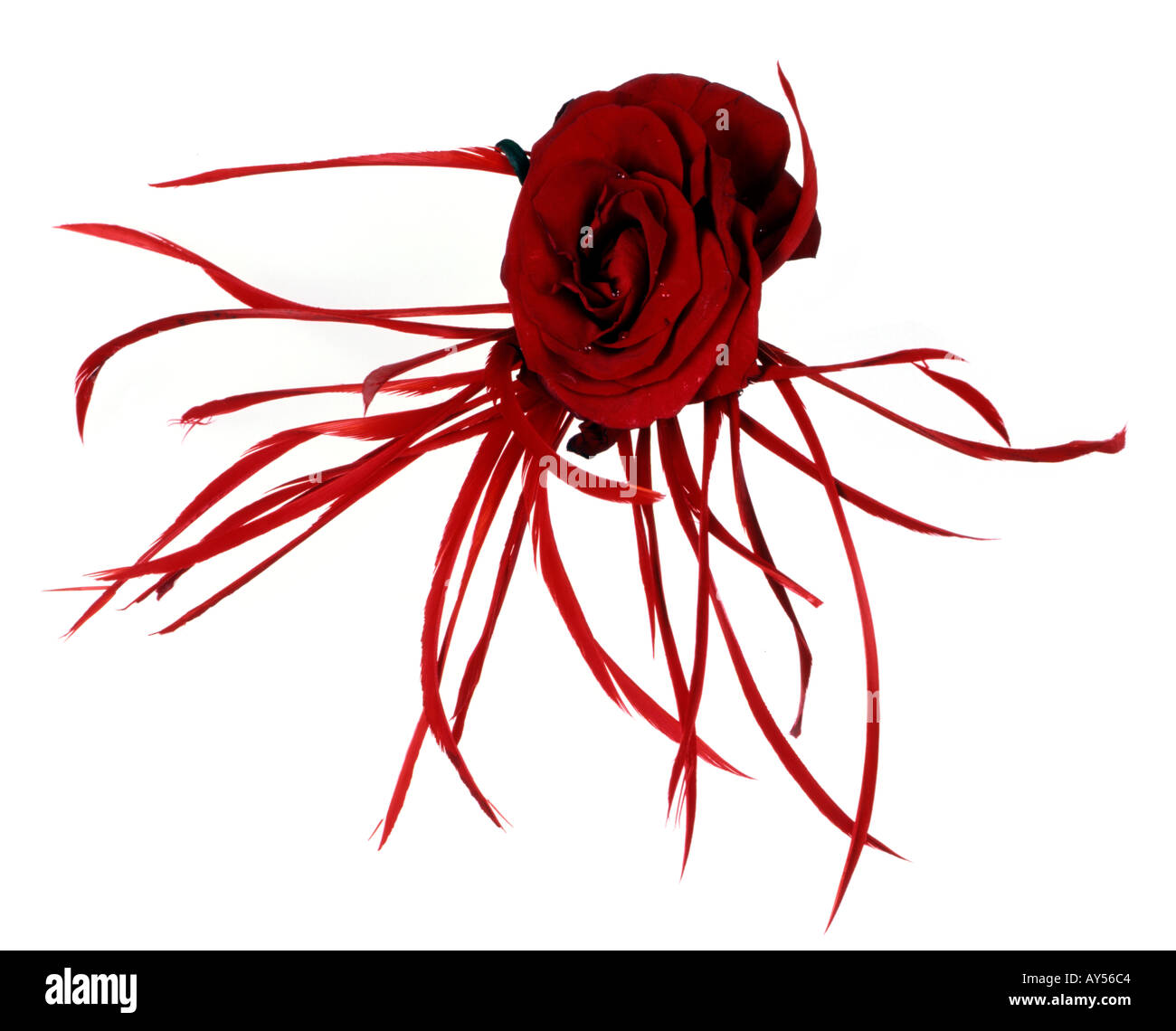 Rose Blume und rote Feder corsage Stockfoto