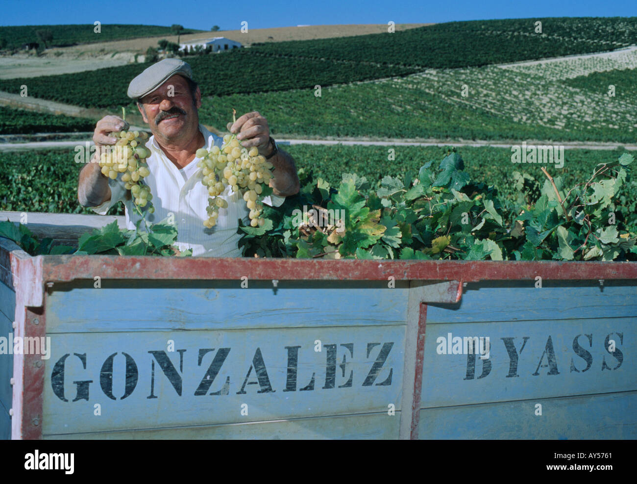 Weinlese für Gonzalez Byass Sherry Firma Jerez Spanien Stockfoto