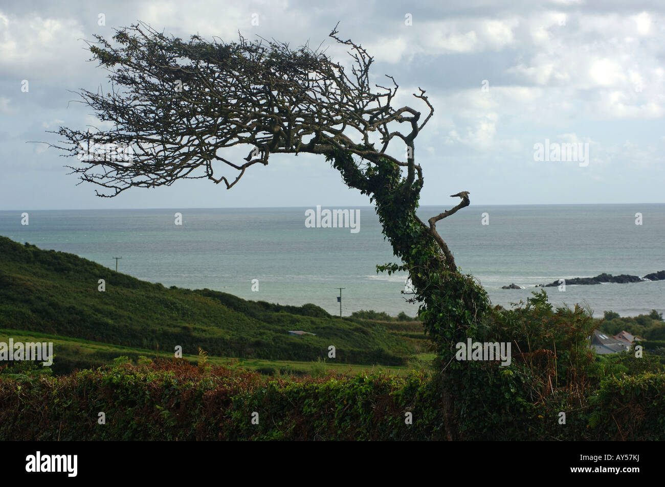 Cornwall gebogen Baum wegen Gemeinwesenarbeit starke Winde aus dem Westen Stockfoto
