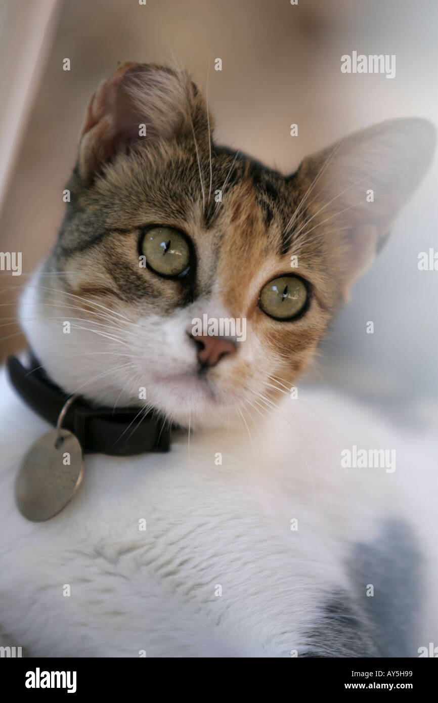 Kopf der Tabby und weiße Hauskatze mit Kragen mit Identifikationsschild Stockfoto