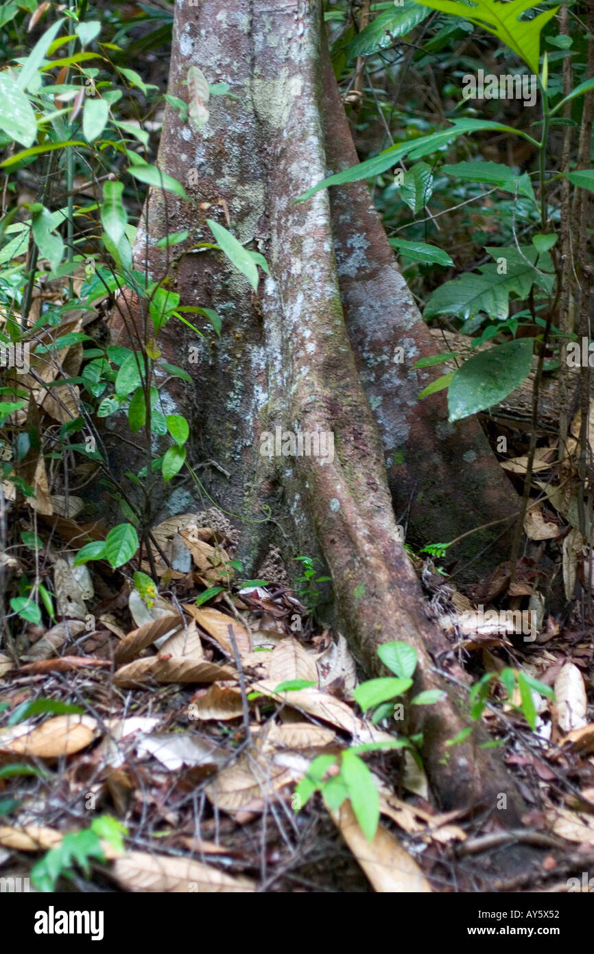 Strebepfeiler Baumwurzeln in Borneo, Süd-Ost-Asien Stockfoto