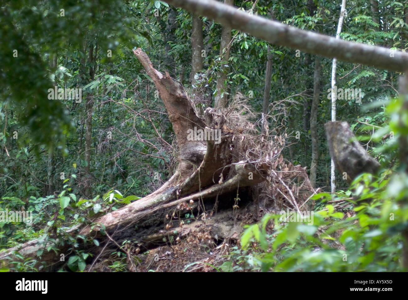Reduzierte Strebepfeiler Baum in Borneo, Süd-Ost-Asien Stockfoto