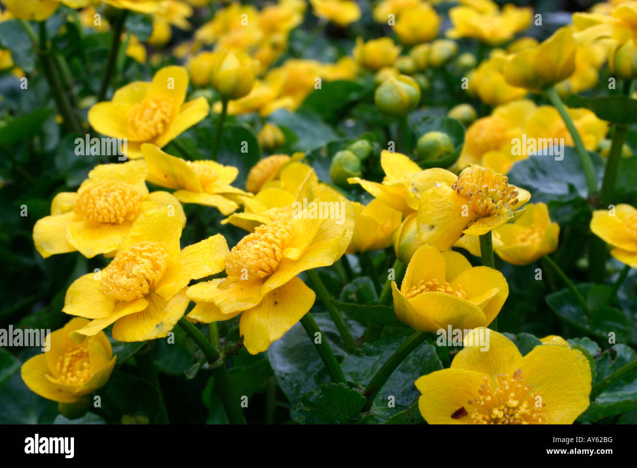 CALTHA PALUSTRIS AGM Stockfoto