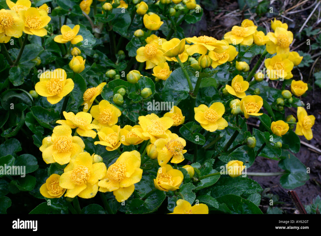 CALTHA PALUSTRIS AGM Stockfoto