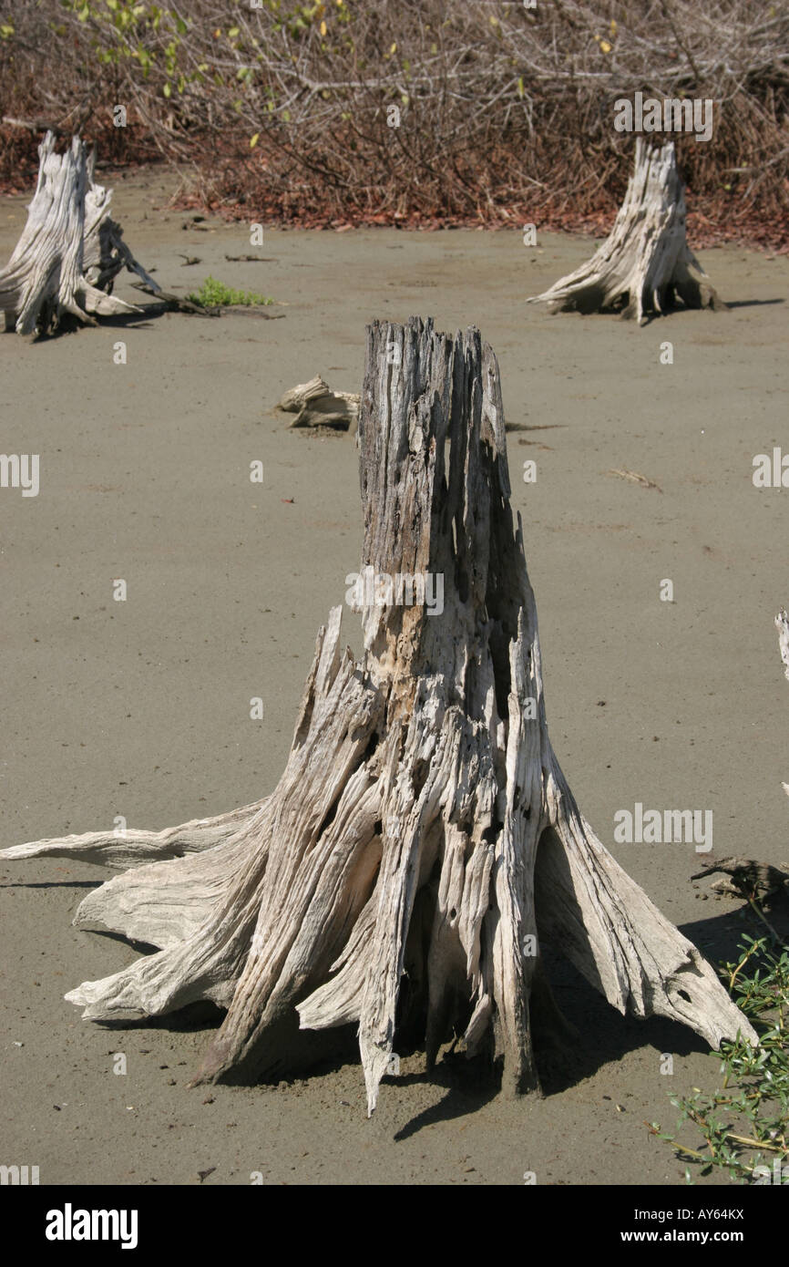 Toten Stamm in der Dürre, Laguna de Tacarigua, Venezuela Stockfoto