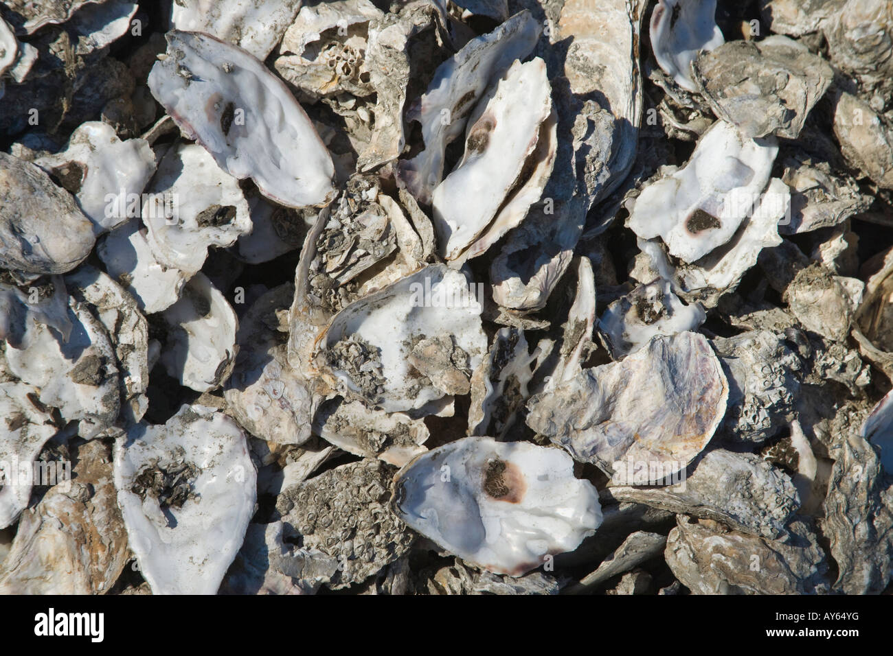 Muschel muscheln mineral pearl austern shell Fotos und Bildmaterial