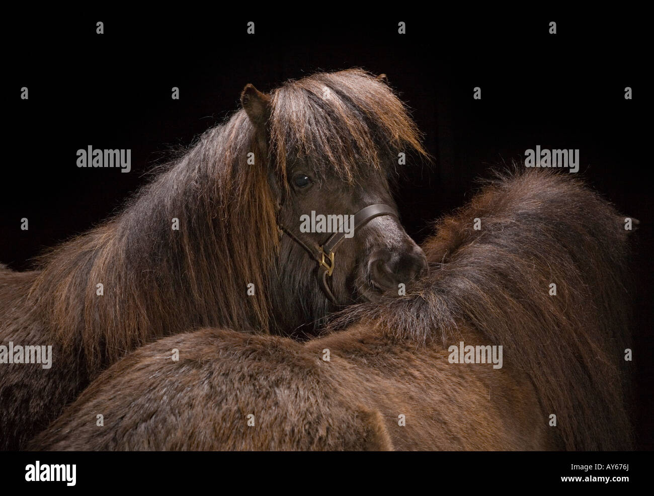 Zwei Shetlandponies Stockfoto