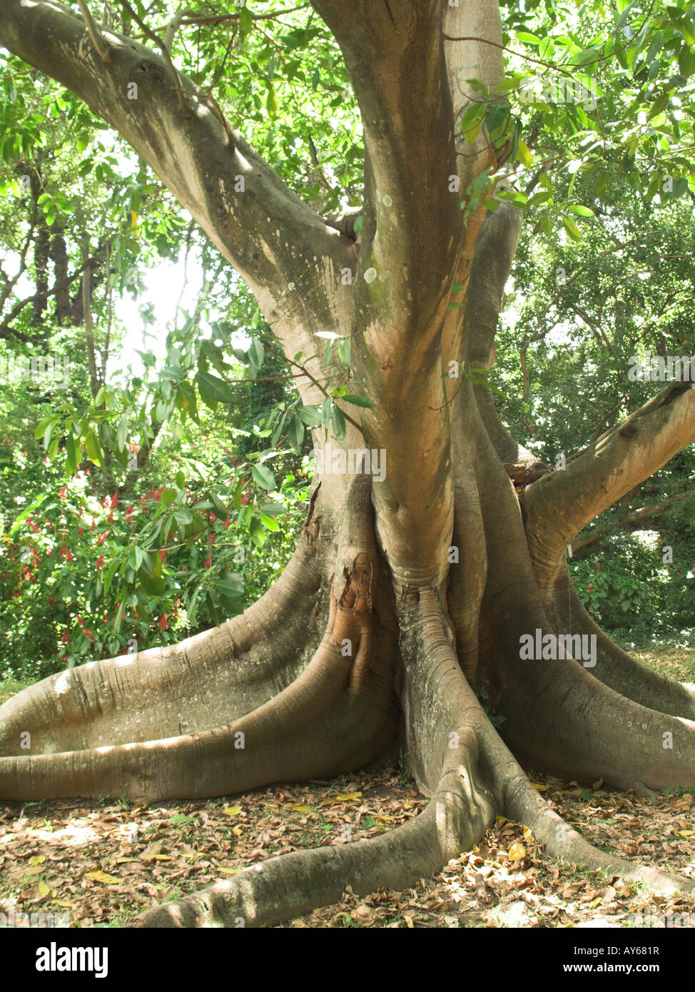 Bo-Baum (Ficus Religiosa L.) den heiligen Baum von Indien Stockfoto