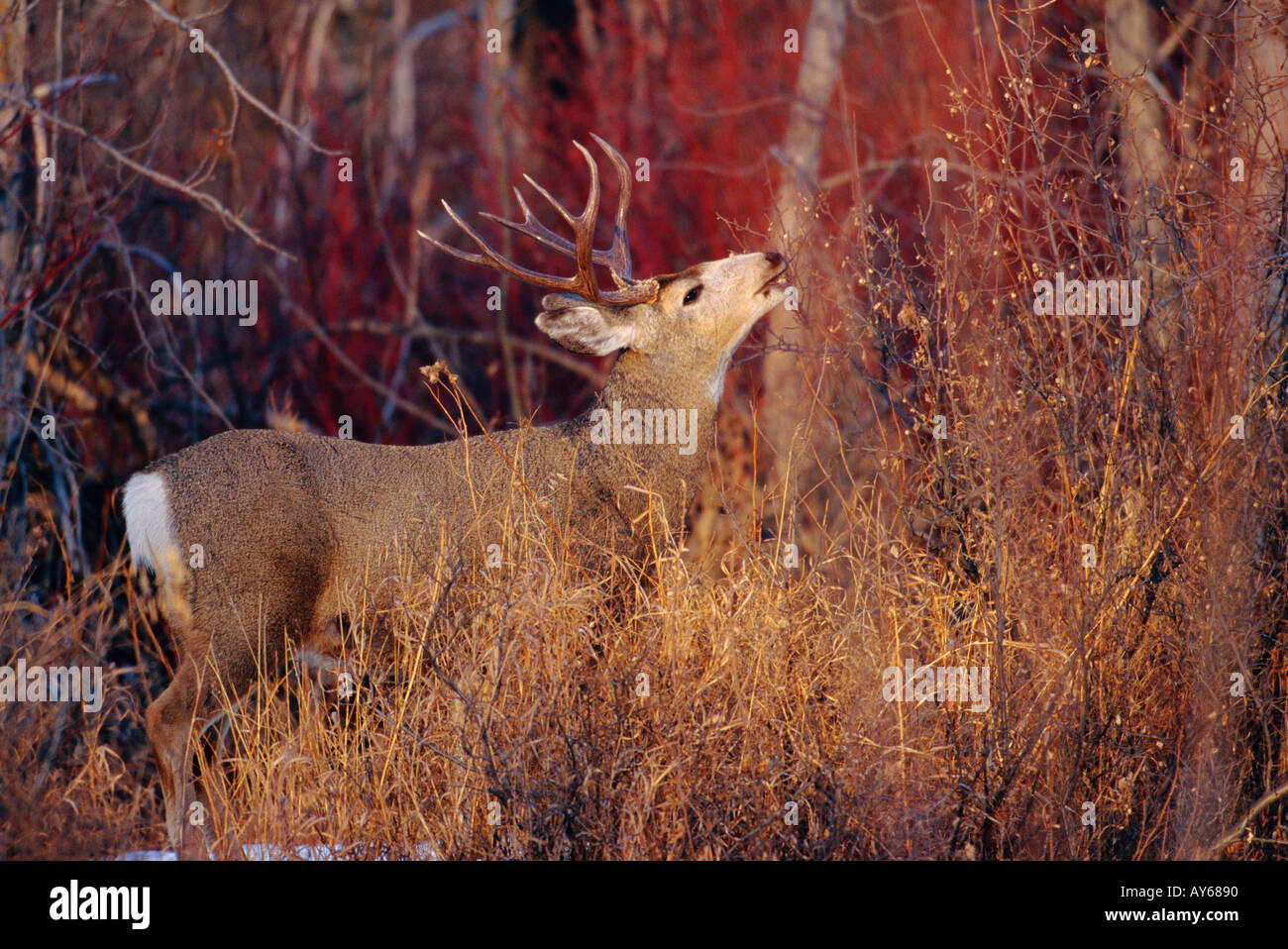 Mule Deer Buck Fütterung im Winter Stockfoto