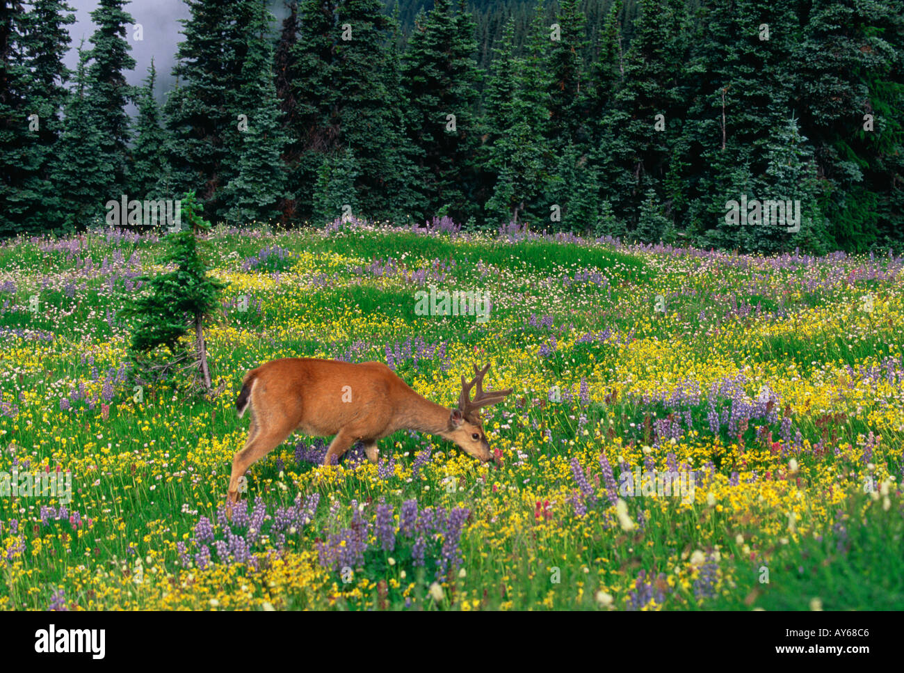 Blacktail oder Mule Deer Fütterung in Almwiese in Olympic Nationalpark Stockfoto