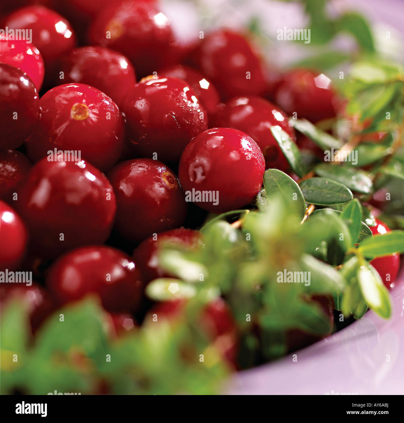 Preiselbeeren in einer Schüssel mit Stielen Stockfoto