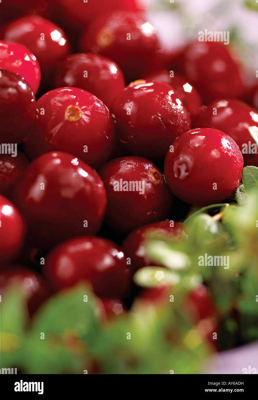 Preiselbeeren in einer Schüssel mit Stielen Stockfoto