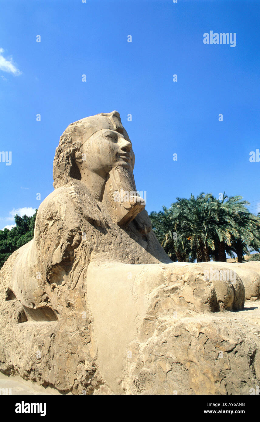 Viermonatiges Le Caire Memphis le Sphinx d Aménophis III Stockfoto