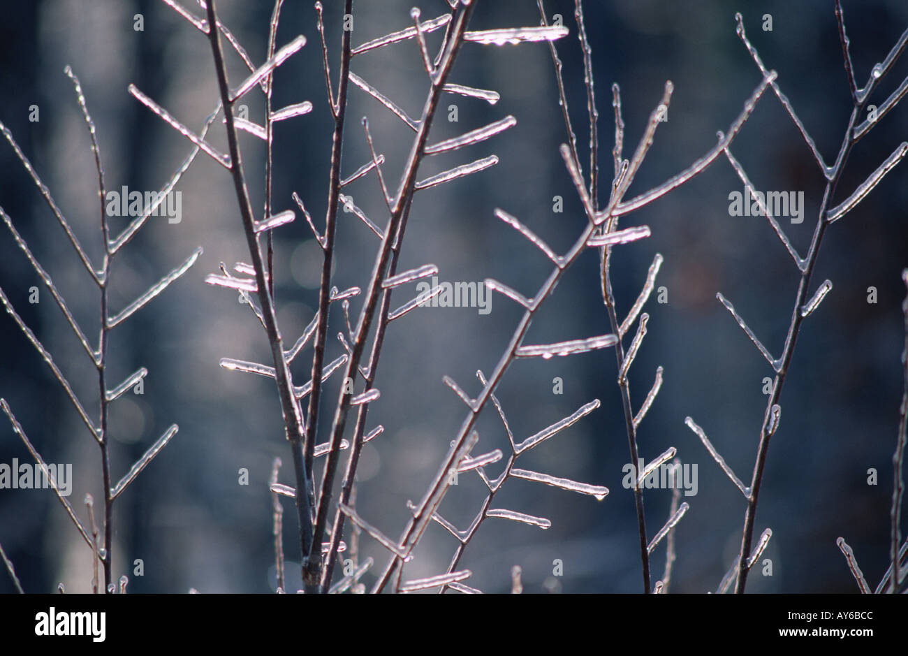 Eis klammert sich an Ästen nach Sturm New Hampshire USA Stockfoto