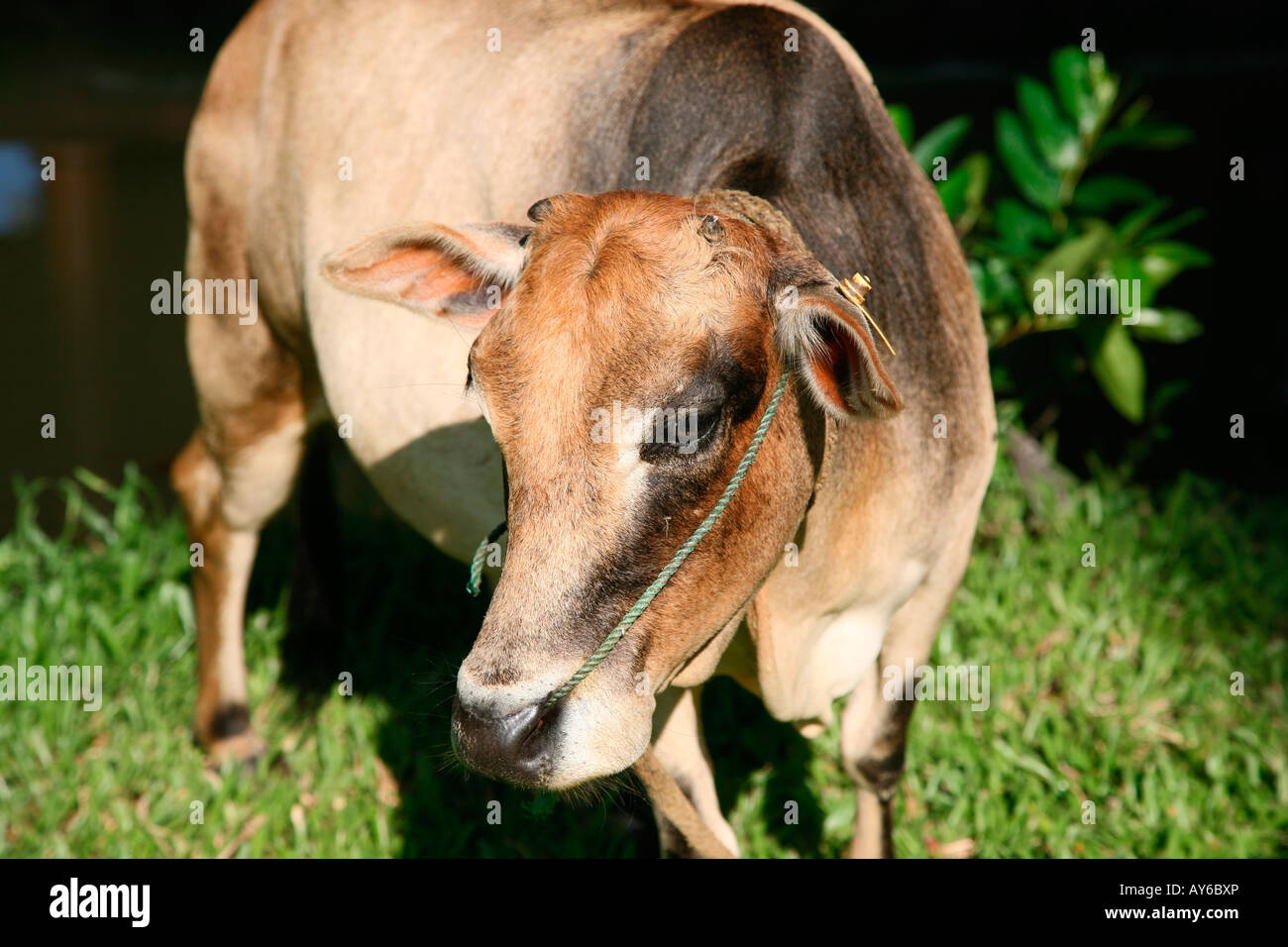 Vechoor Kuh, eine gefährdete Spezies Kuh gefunden in Kerala, Indien Stockfoto