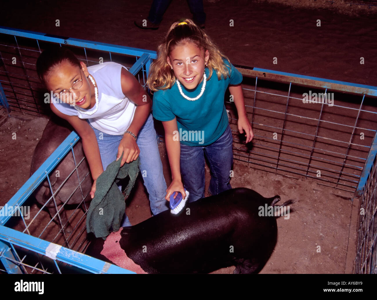 Herr 661 Leslie Sanchez und Felicia Chavez schrubben und Bürsten Sie ihre Preis-Schwein für Lincoln County Fair, in Capitan, New Mexico. Stockfoto