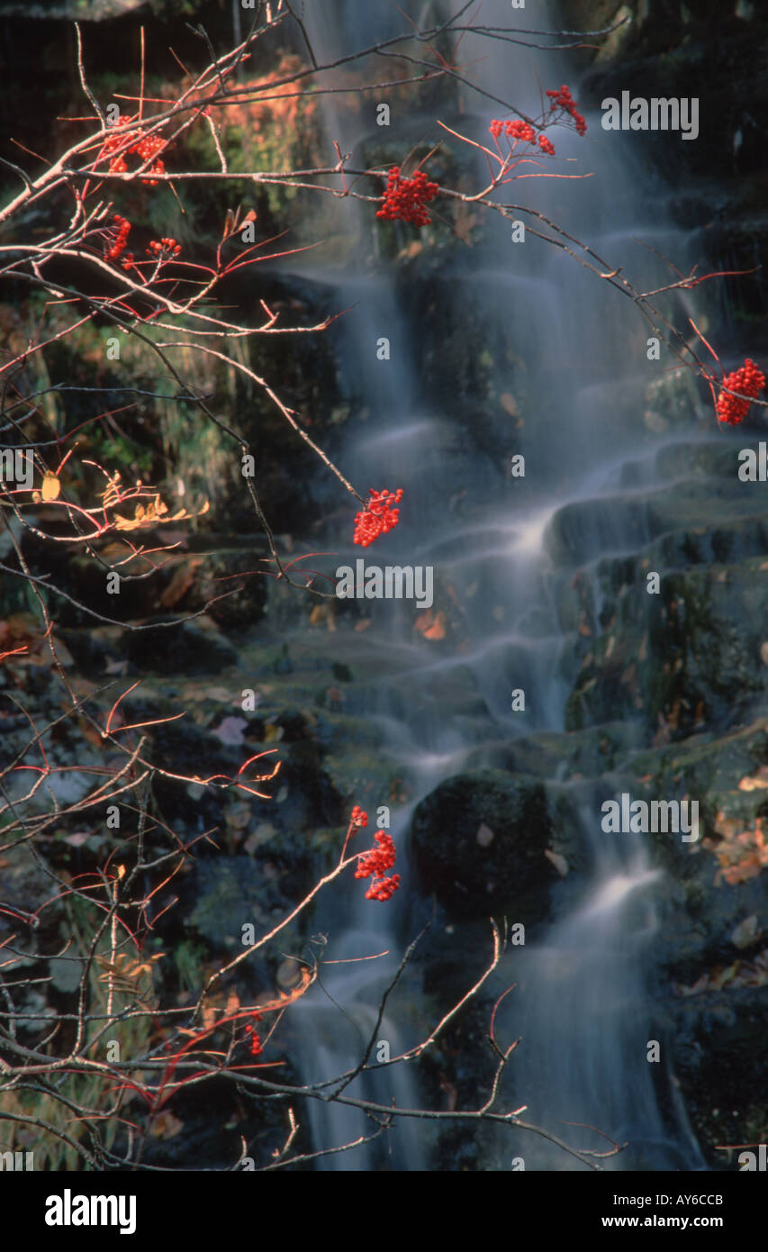 Amerikanische Eberesche Sorbus Americana Beaver Brook Cascade White Mountain National Forest neue Hampshire Vereinigte Staaten Stockfoto