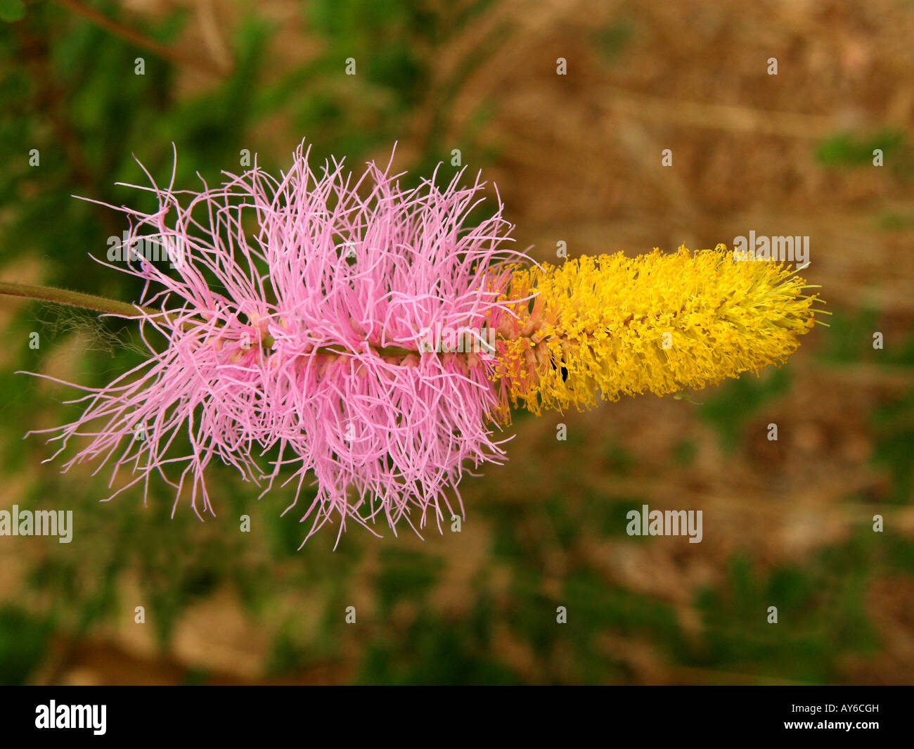 Leuchtend rosa und gelbe Blume von Bell Mimosa oder Sicklebush