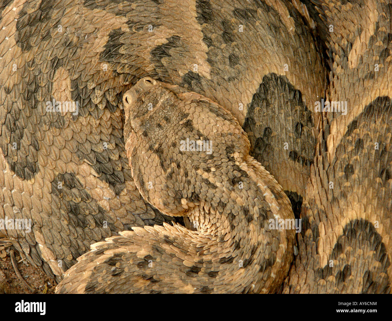 Schlafen puff Adder (Bitis arietans) mit Kopf auf gewundenen schuppigen Körper bildet ein interessantes Muster Stockfoto