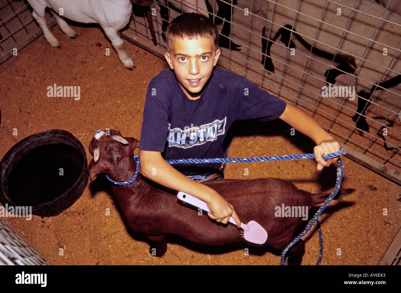 Herr 668 Quade Copeland Scrubs – Die Anfänger und Bürsten seine Preis-Ziege im Lincoln County Fair, in Capitan, New Mexico zu zeigen. Stockfoto