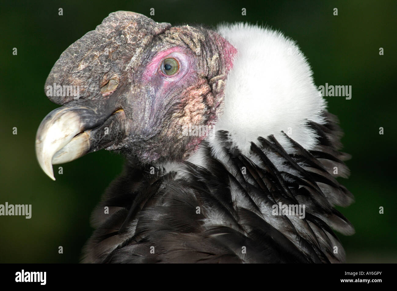 Gefangener junger Andenkondor, Vultur gryphus Stockfoto