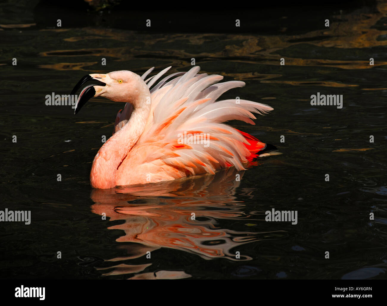 Umwerben chilenische Flamingo Phoenicopterus chilensis Stockfoto