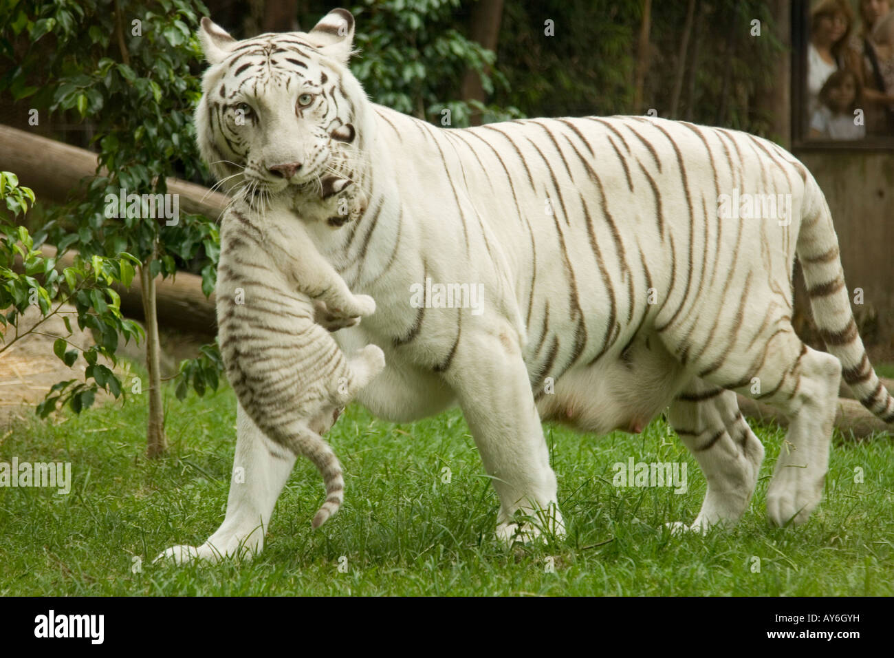 Königstiger mit Cub in Buenos Aires Zoo, Argentinien Stockfoto