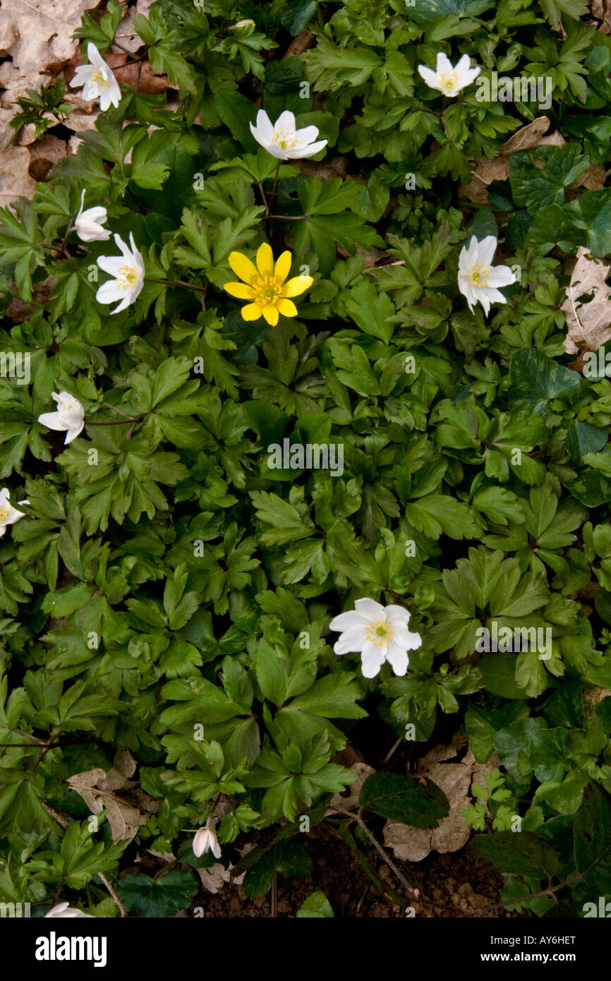 Buschwindröschen Anemone Nemorosa und kleinen Schöllkraut Ranunculus ficaria Stockfoto